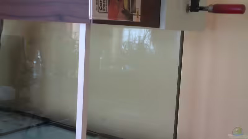 Aquarium Gesellschafftsbecken Südamerika(nur noch als Bsp.) von Biffty (24)