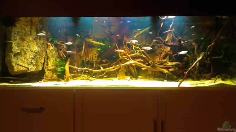 Aquarium Gesellschafftsbecken Südamerika(nur noch als Bsp.) von Biffty (3)