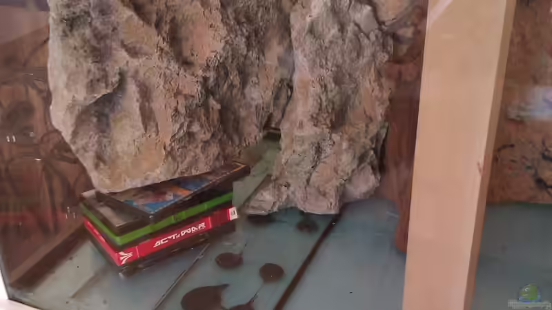 Aquarium Gesellschafftsbecken Südamerika(nur noch als Bsp.) von Biffty (30)