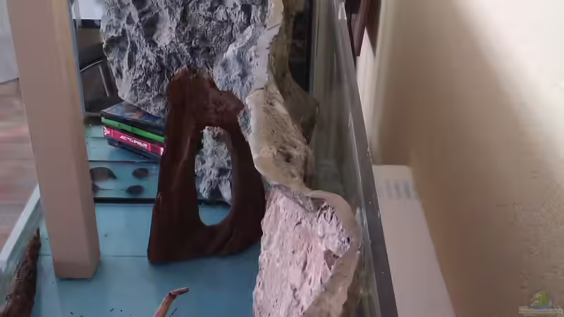 Aquarium Gesellschafftsbecken Südamerika(nur noch als Bsp.) von Biffty (33)