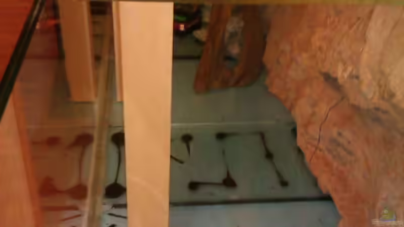 Aquarium Gesellschafftsbecken Südamerika(nur noch als Bsp.) von Biffty (36)