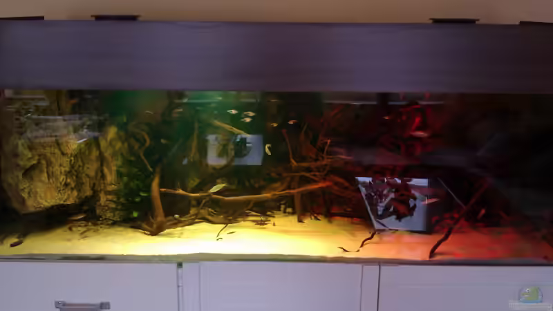 Aquarium Gesellschafftsbecken Südamerika(nur noch als Bsp.) von Biffty (4)