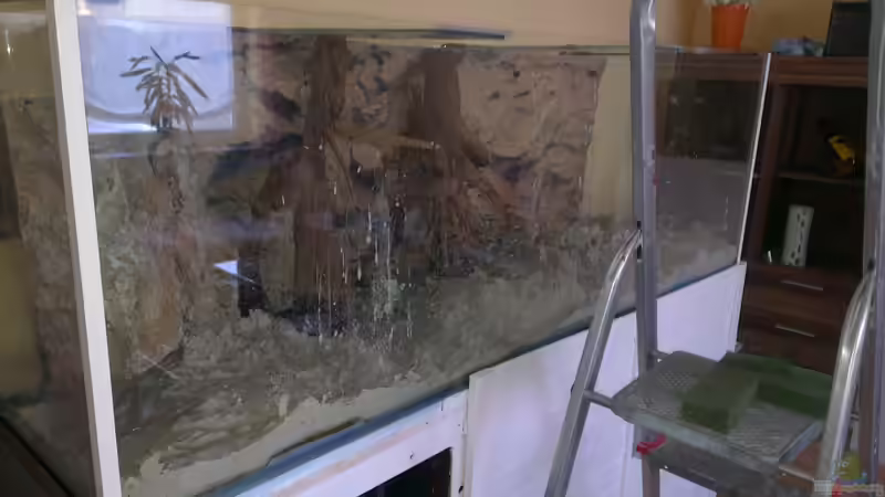 Aquarium Gesellschafftsbecken Südamerika(nur noch als Bsp.) von Biffty (40)