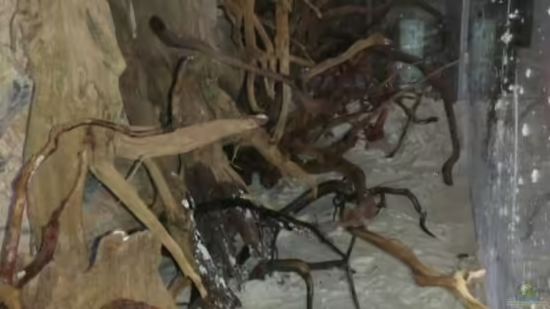 Aquarium Gesellschafftsbecken Südamerika(nur noch als Bsp.) von Biffty (41)