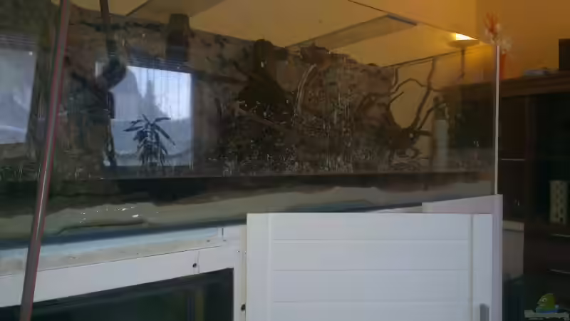 Aquarium Gesellschafftsbecken Südamerika(nur noch als Bsp.) von Biffty (42)
