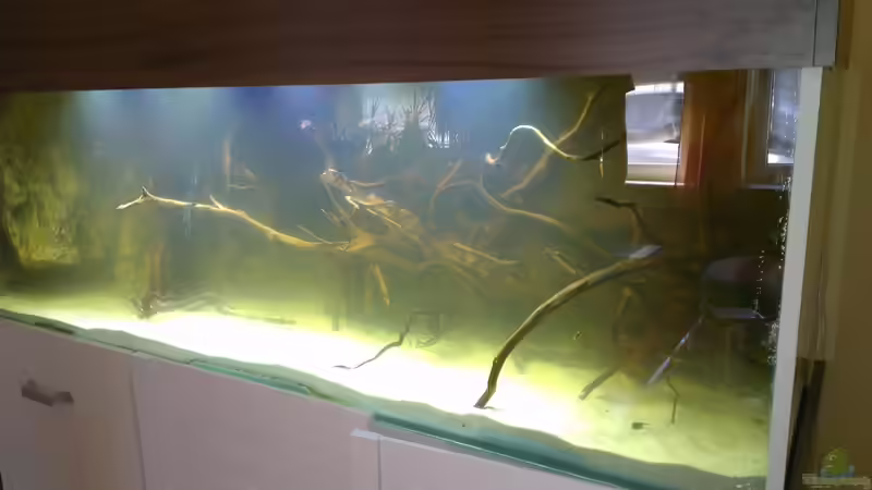 Aquarium Gesellschafftsbecken Südamerika(nur noch als Bsp.) von Biffty (44)