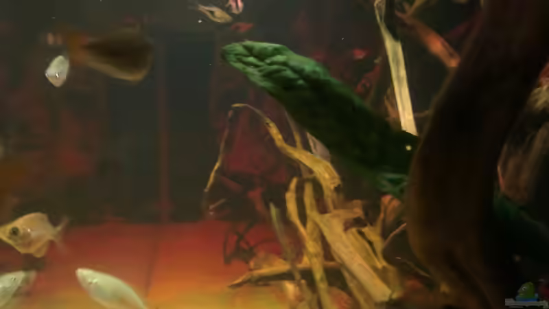 Aquarium Gesellschafftsbecken Südamerika(nur noch als Bsp.) von Biffty (7)