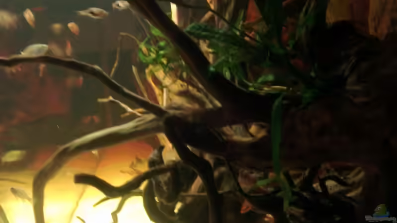 Aquarium Gesellschafftsbecken Südamerika(nur noch als Bsp.) von Biffty (8)