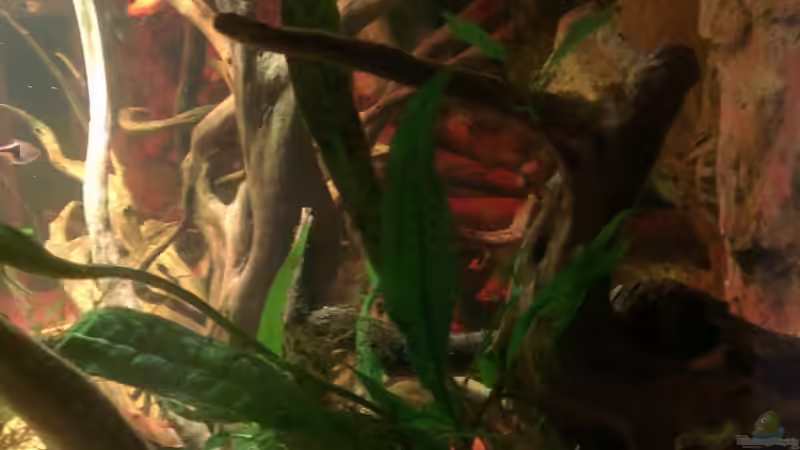 Aquarium Gesellschafftsbecken Südamerika(nur noch als Bsp.) von Biffty (9)