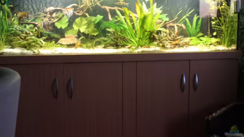 Aquarium Gesellschaft 180 von Joel-Angus (3)