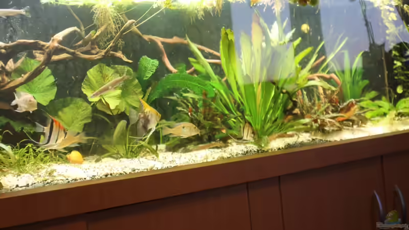 Aquarium Gesellschaft 180 von Joel-Angus (4)