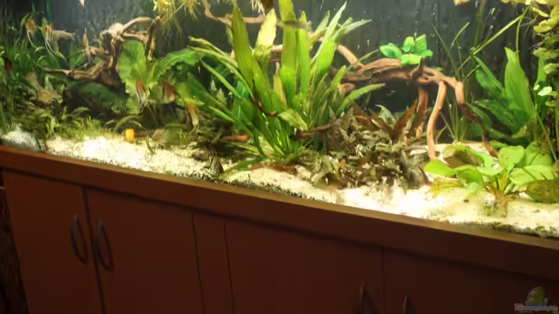 Aquarium Gesellschaft 180 von Joel-Angus (5)