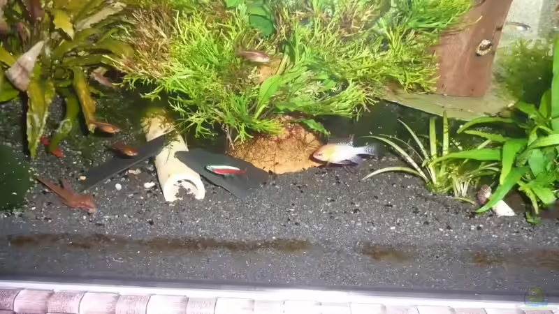 Aquarium Gesellschaft 60x30x40cm von Aqualady (2)