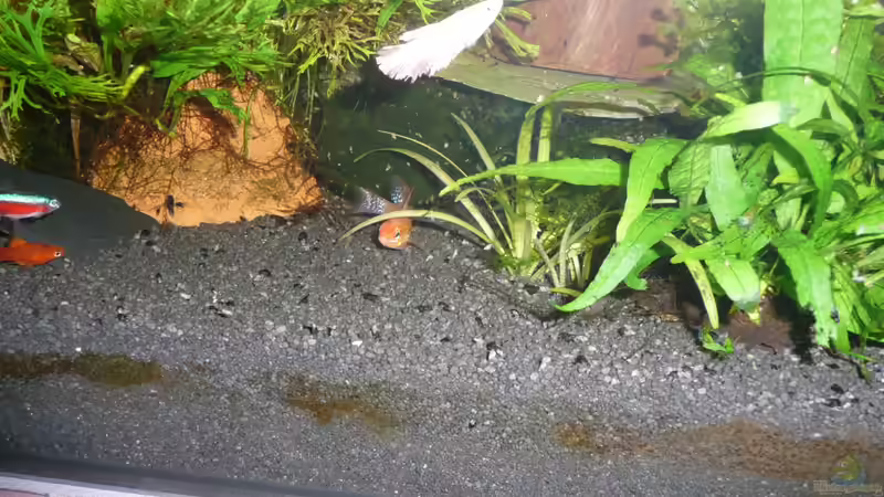 Aquarium Gesellschaft 60x30x40cm von Aqualady (3)