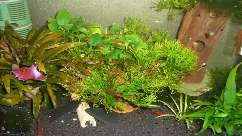 Aquarium Gesellschaft 60x30x40cm von Aqualady (4)