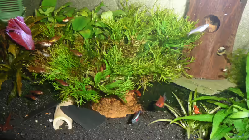 Aquarium Gesellschaft 60x30x40cm von Aqualady (5)