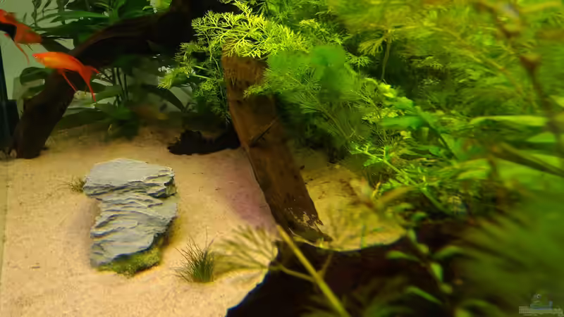 Aquarium Gesellschaftsbecken 200 Liter von tobi2201 (3)