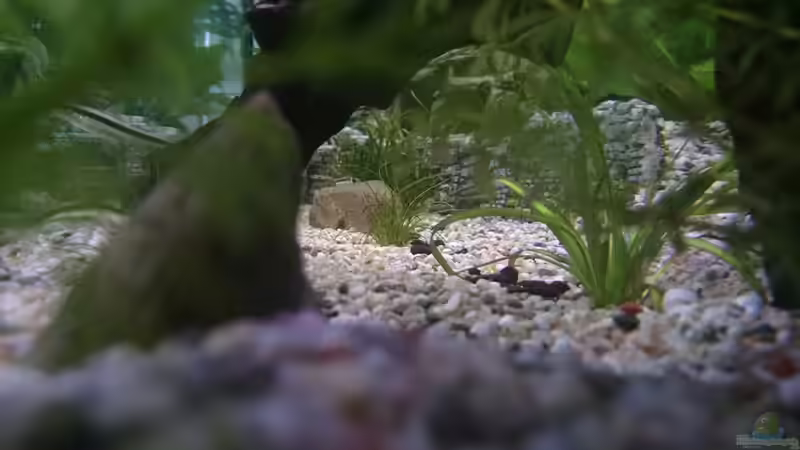 Aquarium Gesellschaftsbecken 200 Liter von tobi2201 (5)