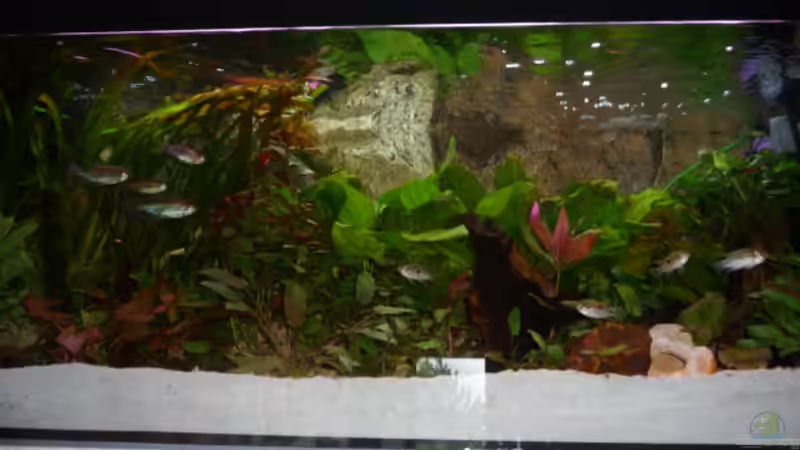 Aquarium Gesellschaftsbecken Amazonas/Kongo von Hot Chili (2)