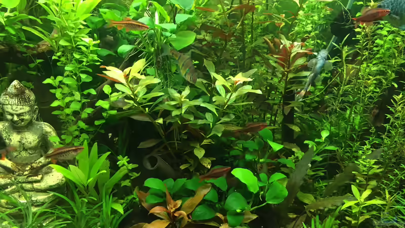 Aquarium Gesellschaftsbecken Asia Style von Christian Bernreiter (10)