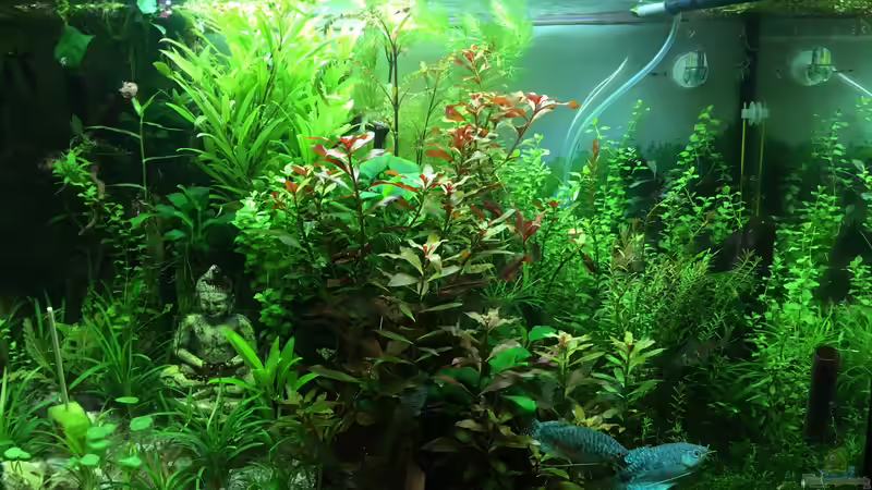 Aquarium Gesellschaftsbecken Asia Style von Christian Bernreiter (12)