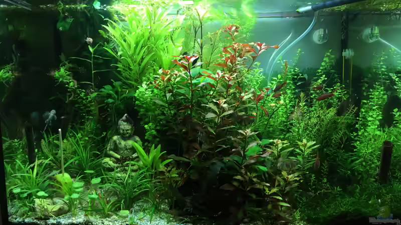 Aquarium Gesellschaftsbecken Asia Style von Christian Bernreiter (14)
