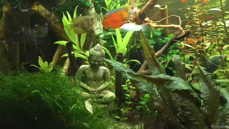 Aquarium Gesellschaftsbecken Asia Style von Christian Bernreiter (5)
