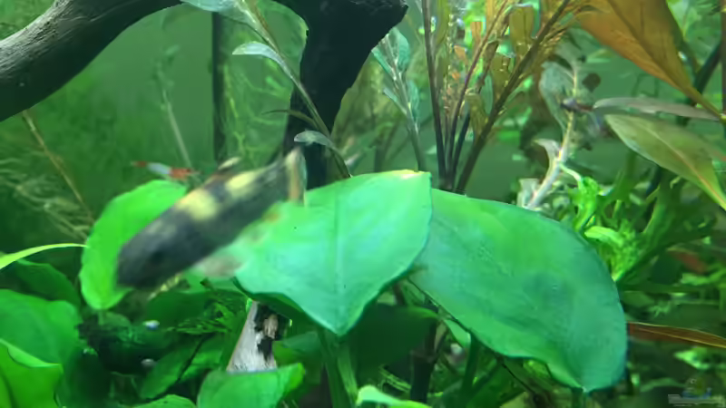 Aquarium Gesellschaftsbecken Asia Style von Christian Bernreiter (7)