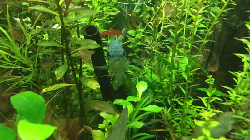 Aquarium Gesellschaftsbecken Asia Style von Christian Bernreiter (8)