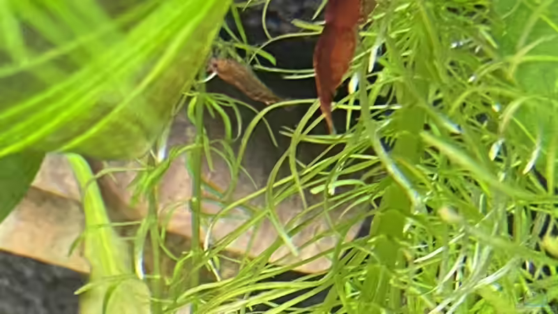 Aquarium Gesellschaftsbecken Eheim Incpiria von Ottche (23)