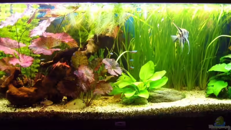 Aquarium Gesellschaftsbecken mit Skalare von Kim (2)