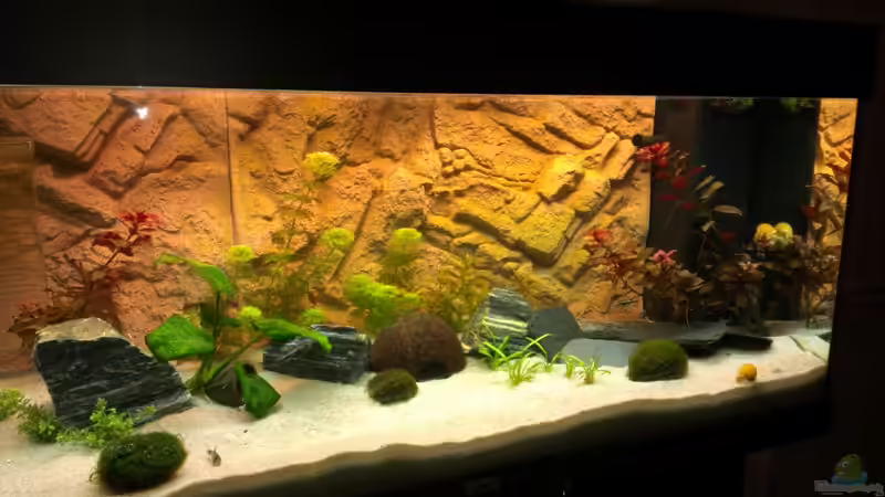 Aquarium Gesellschaftsbecken (nur noch ein Beispiel) von bo3 (2)