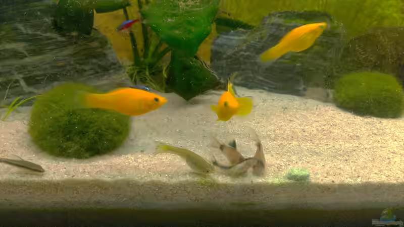 Aquarium Gesellschaftsbecken (nur noch ein Beispiel) von bo3 (4)