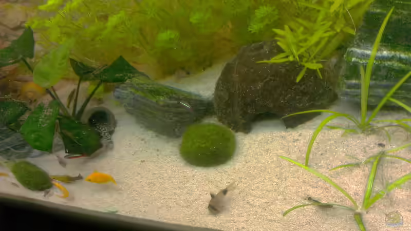 Aquarium Gesellschaftsbecken (nur noch ein Beispiel) von bo3 (5)