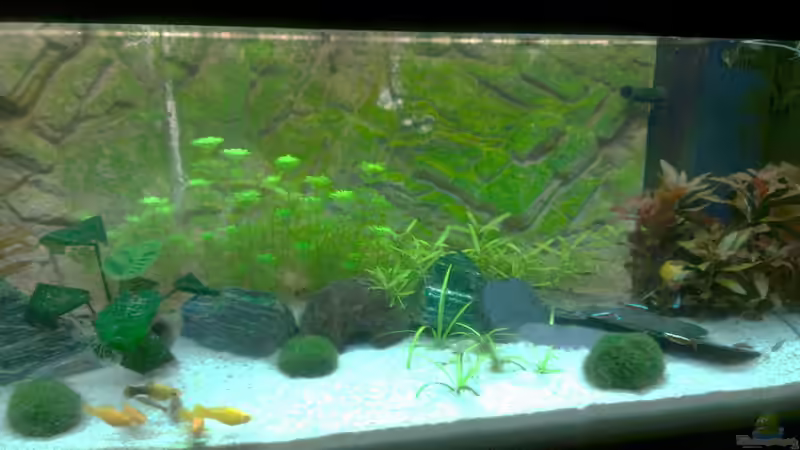 Aquarium Gesellschaftsbecken (nur noch ein Beispiel) von bo3 (6)