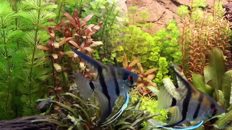 Aquarium Gesellschaftsbecken Skalar/Denisons von Markus93 (10)