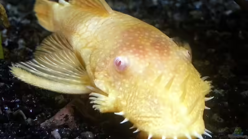 Aquarium Gesellschaftsbecken Skalar/Denisons von Markus93 (15)