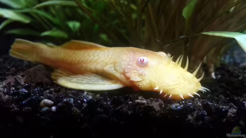 Aquarium Gesellschaftsbecken Skalar/Denisons von Markus93 (16)