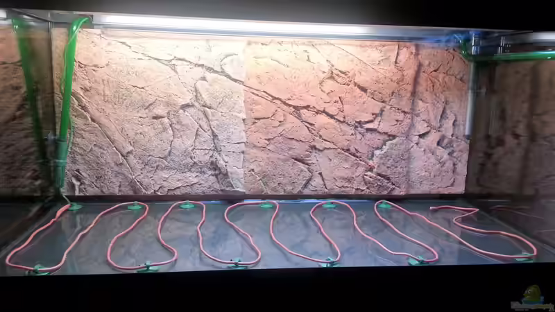 Aquarium Gesellschaftsbecken Skalar/Denisons von Markus93 (2)