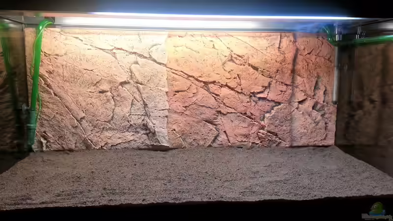 Aquarium Gesellschaftsbecken Skalar/Denisons von Markus93 (3)