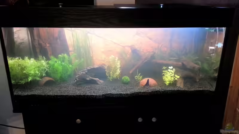 Aquarium Gesellschaftsbecken Skalar/Denisons von Markus93 (6)