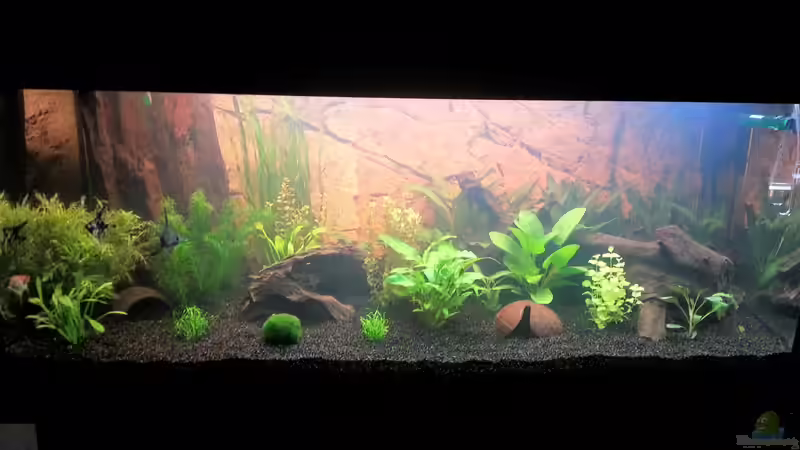 Aquarium Gesellschaftsbecken Skalar/Denisons von Markus93 (7)
