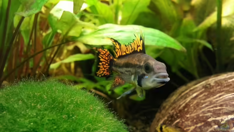 Aquarium Gesellschaftsbecken Skalar/Denisons von Markus93 (8)