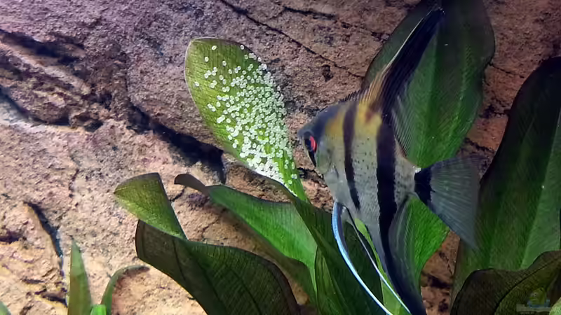 Aquarium Gesellschaftsbecken Skalar/Denisons von Markus93 (9)