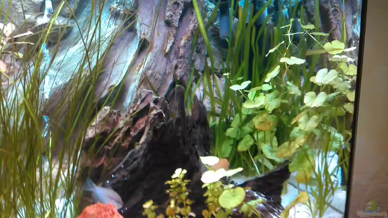 Aquarium Gesellschaftsbecken von -Matze- (3)