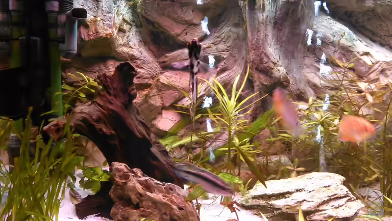 Aquarium Gesellschaftsbecken von -Matze- (4)