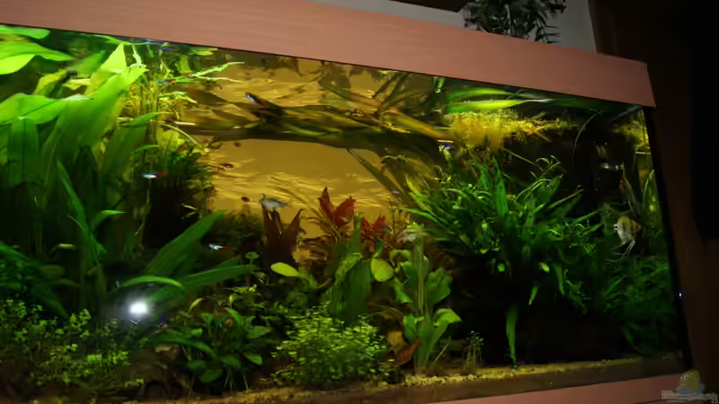 Aquarium Gesellschaftsbecken von Adrien Rusti (2)