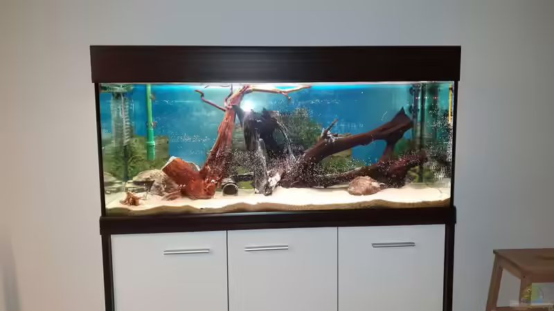 Aquarium Gesellschaftsbecken von André 799215 (2)