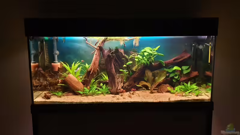 Aquarium Gesellschaftsbecken von André 799215 (3)