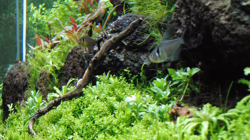 Aquarium Gesellschaftsbecken von Bestandteil (10)